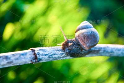 大蜗牛