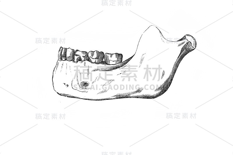 《人的解剖学》，作者是俄国国会议员维什涅夫斯基，1890年，莫斯科