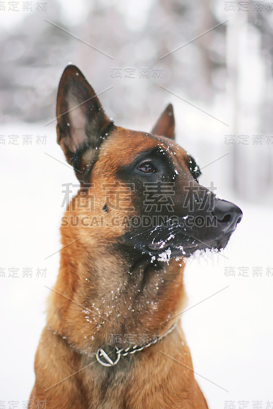 比利时牧羊犬马利诺斯的肖像，有一个雪白的口鼻