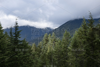 云层覆盖着雷尼尔山顶的常青树