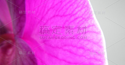 蝴蝶 兰