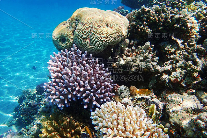 红海的珊瑚礁