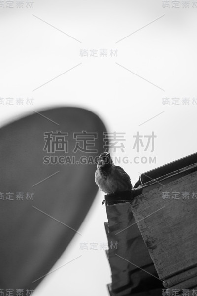 动物