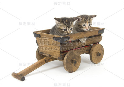 马车上的小猫