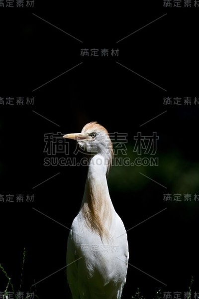 白鹤在黑色背景前