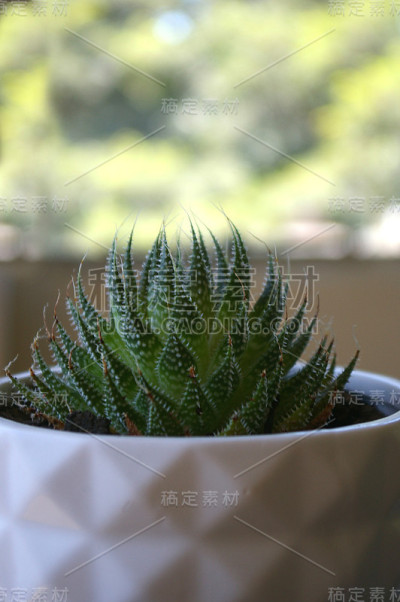 多汁的盆栽植物