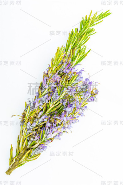 清新的迷迭香和绿色的紫色花朵。孤立在白色背景上。