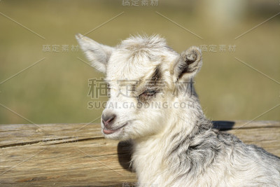 可爱的小山羊