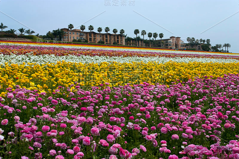 一排排五彩缤纷的鲜花