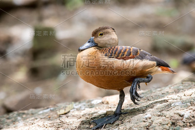 轻吹口哨鸭