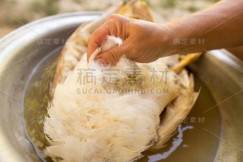 这女孩拔鸭子的羽毛