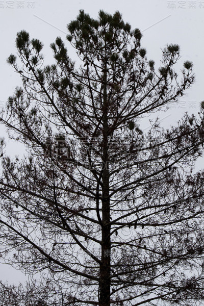 松树的黑色剪影