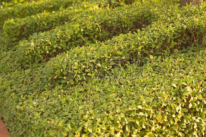 印度北部热带公园的植物