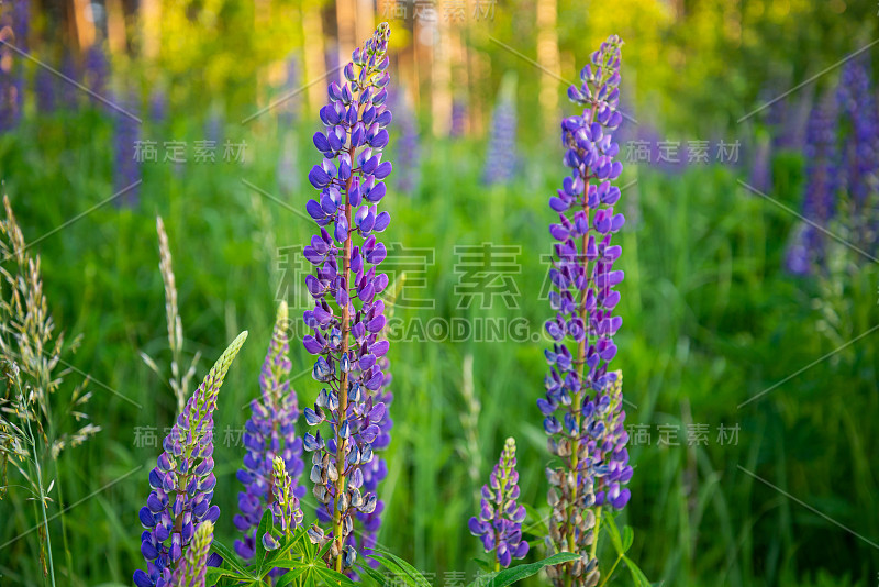 开花的大型羽扇豆花。羽扇豆，羽扇豆，有粉红色紫色的花。一束羽扇豆夏季花背景。羽扇豆田。春天和夏天的紫