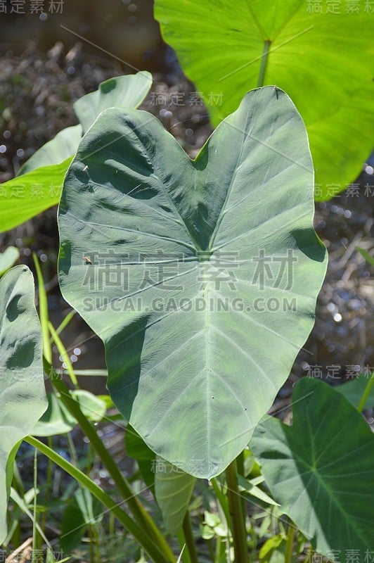 自然花园中新鲜的香芋叶