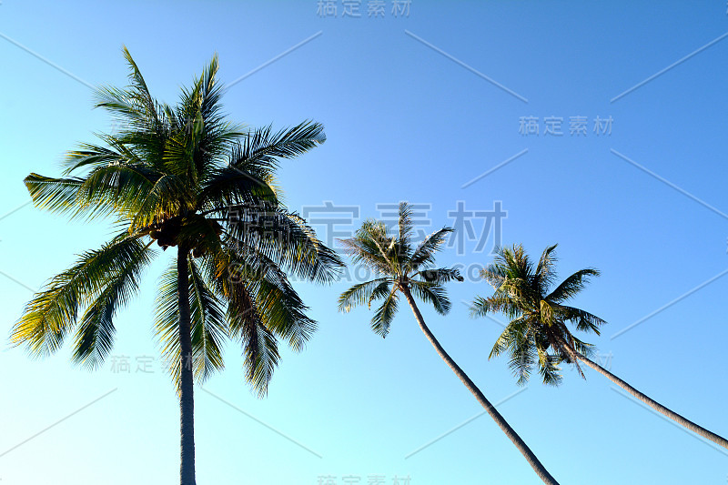 椰子树和蓝天背景