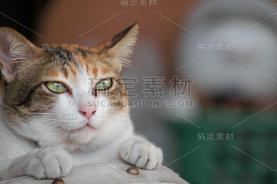房子模糊的背景上可爱的猫。使用壁纸或背景'nfor动物图像。