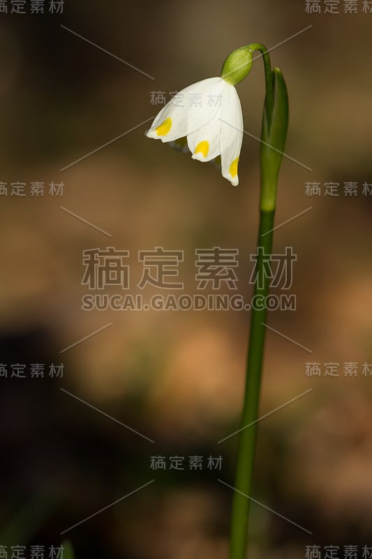 春季雪花，石蒜科多年生球茎开花植物，单朵白色花，花被片顶端有黄色或绿色标记。天门冬、石蒜科、石蒜科