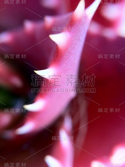 花自然叶色