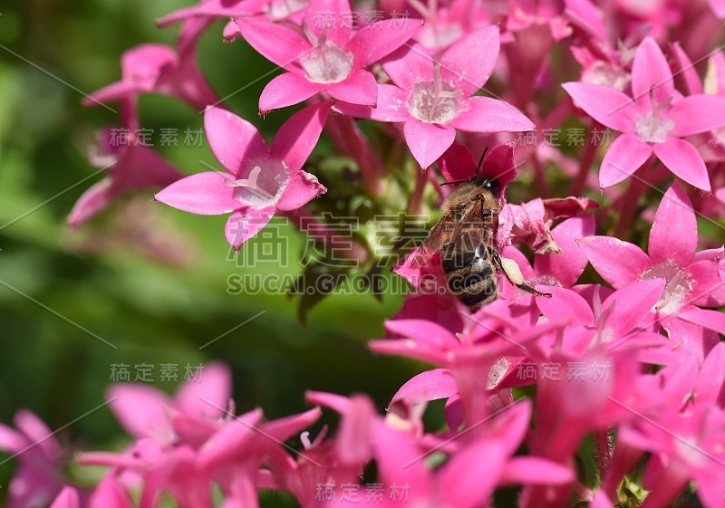 蜜蜂采集和携带花粉，并将花粉颗粒储存在后腿的麻袋里