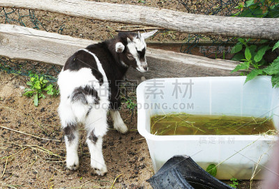 家羊叶陵。