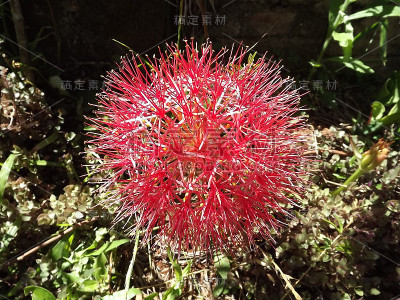 红色的花