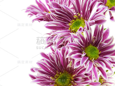 美丽的菊花，粉红色的花束
