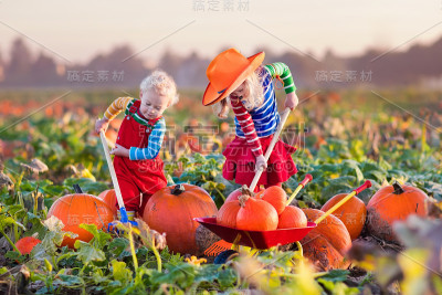 孩子们在万圣节的南瓜地里摘南瓜