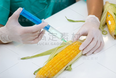 食物的遗传研究