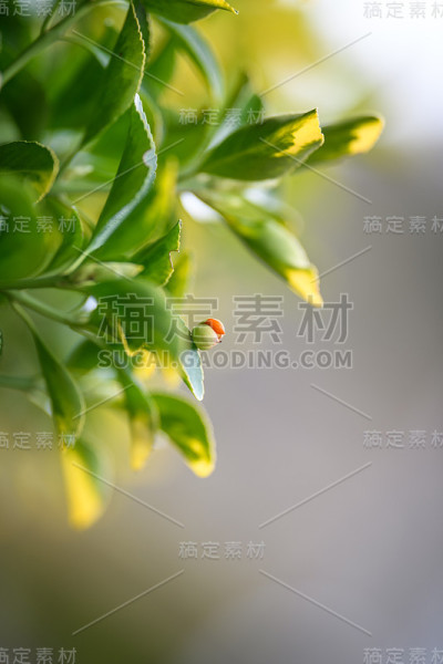 卫矛，常绿灌木，红浆果