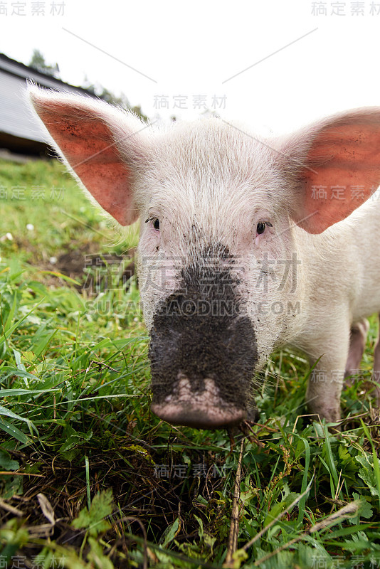 Pink pig. Green grass. Dirty nose