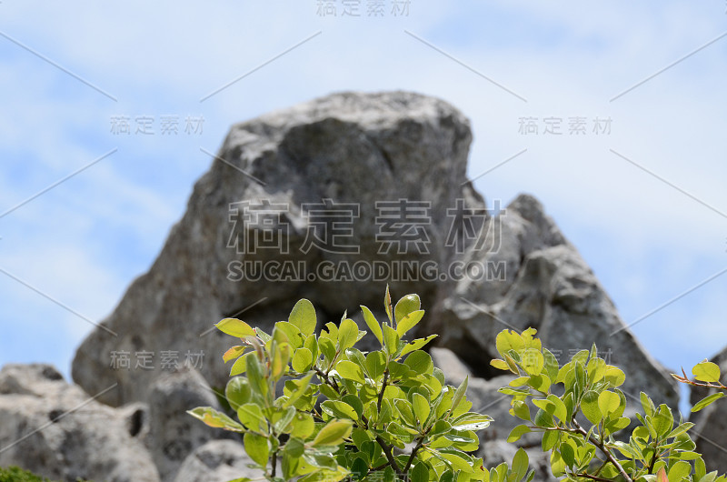 山景特写，聚焦前景