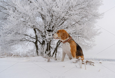 冬天的一天，小猎犬在白雪覆盖的树林里散步