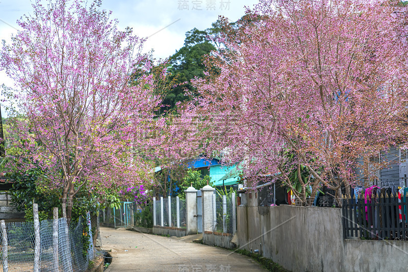 两排樱花树在郊区的街道上盛开