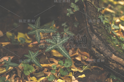 秋天大自然