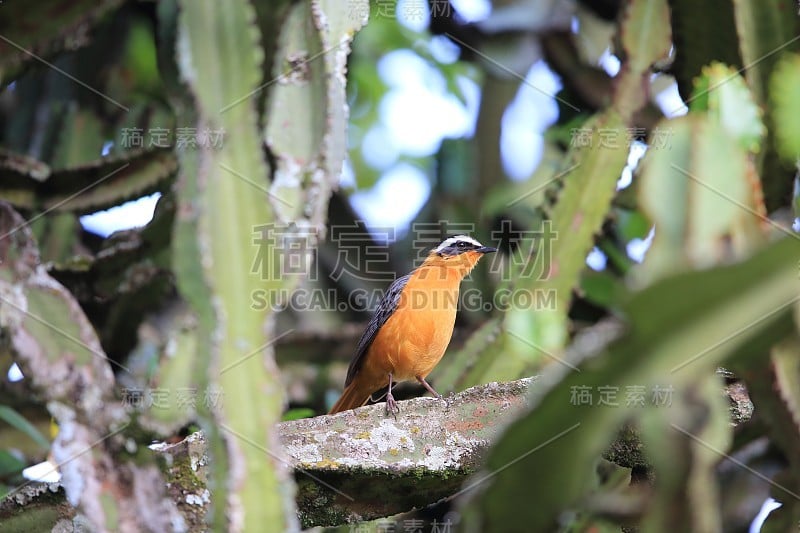 White-browed robin-chat