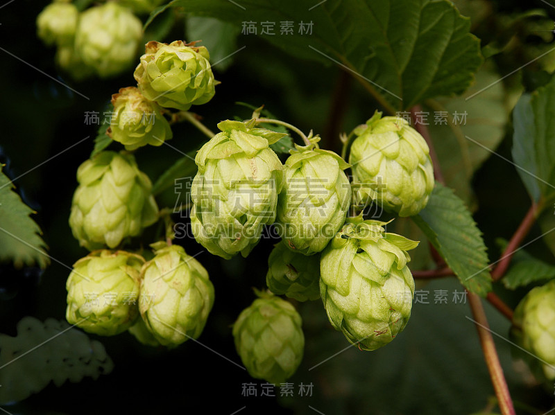 绿色跳锥