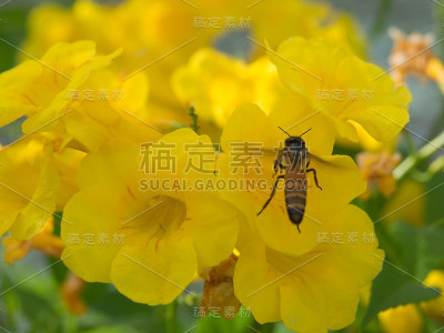 黄色的花和昆虫