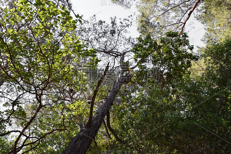 植物的土耳其。克姆地区自然。Calis Tepe(山)小径。小亚细亚特有的松林