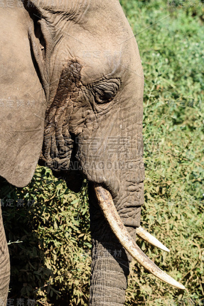 非洲象的头(Loxodonta africana) -侧面