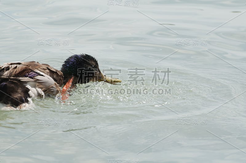 母野鸭泼水