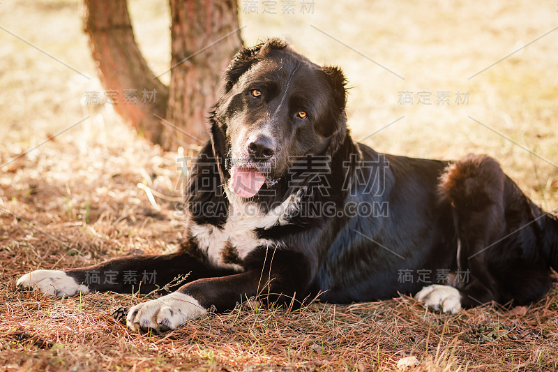 中亚牧羊犬阿拉拜躺在公园的地上