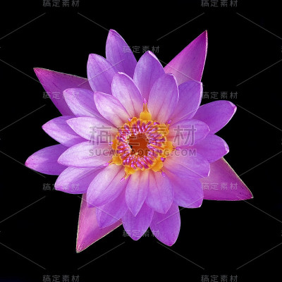 莲花