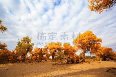 在秋日阳光下的杨树
