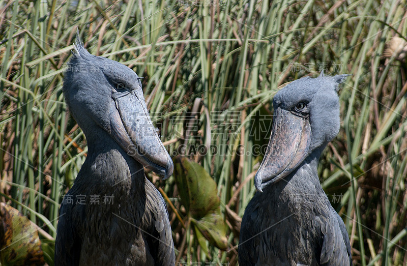 Shoebill鹳夫妻