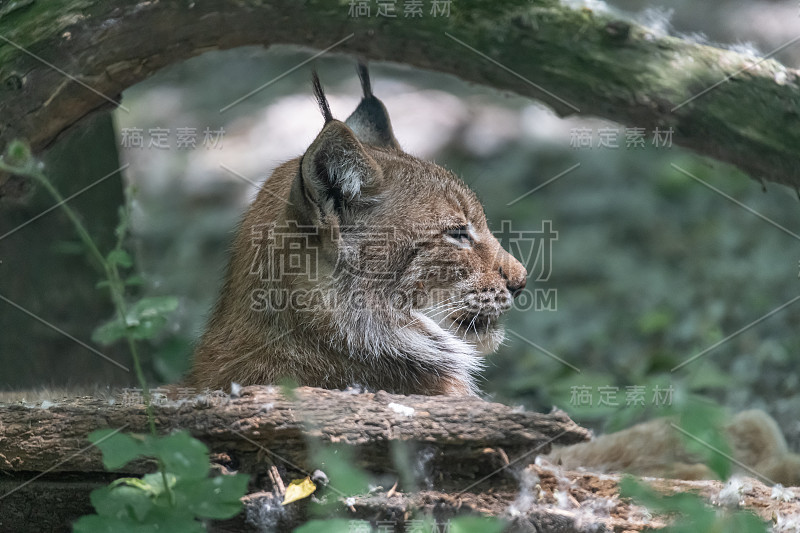 特写欧亚山猫(lynx lynx)在其自然栖息地