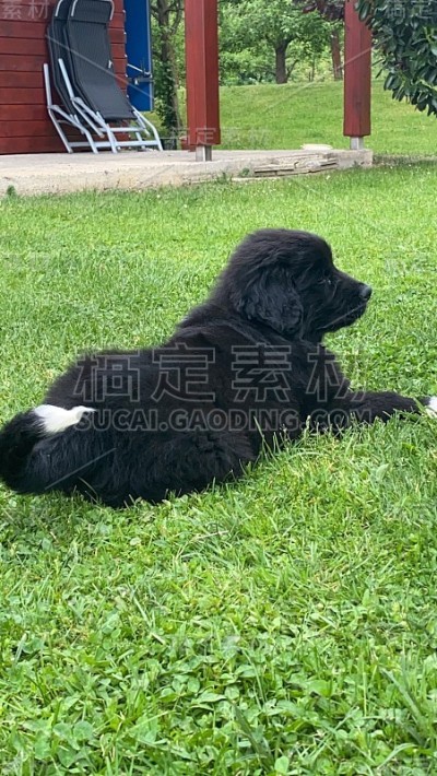 狗