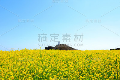 素曲，油菜花，春天，