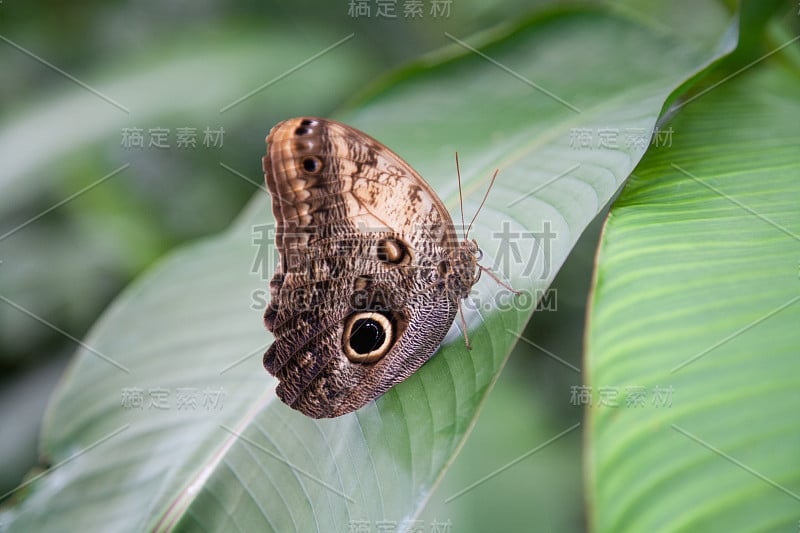 美丽的大闪蝶在绿叶上