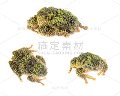苔藓蛙在白色上孤立的皮层